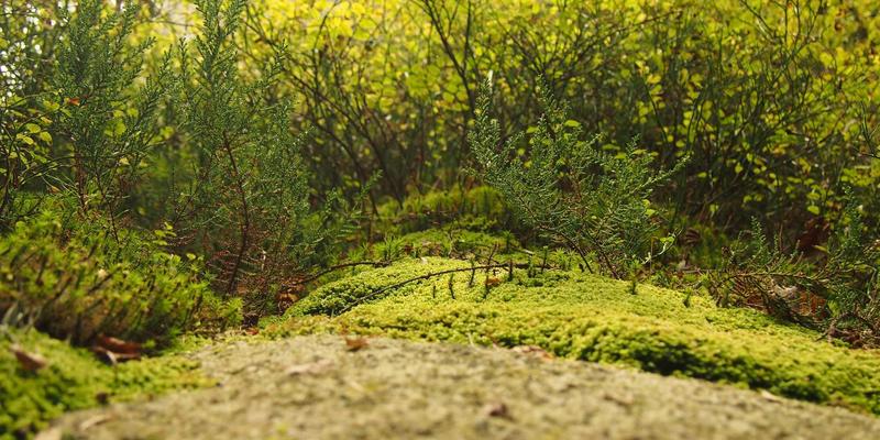 诚宏染料8：卓越性能背后的纺织助剂科学